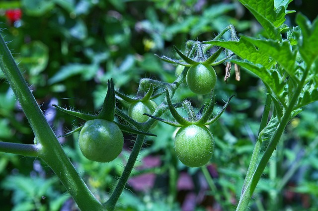 Daržovių suderinamumas, arba ar gali pomidorai ir agurkai augti šalia?