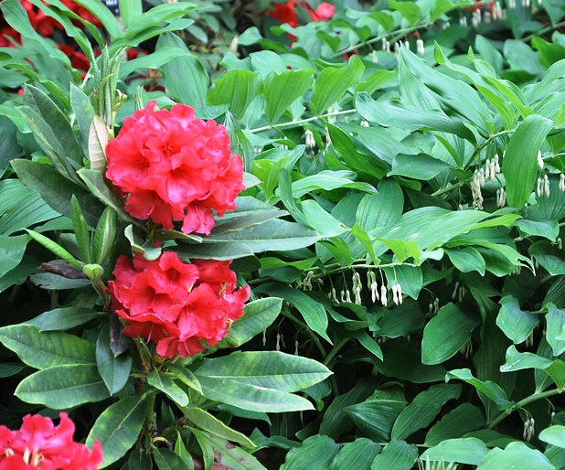 Rododendras / Rhododendron L.